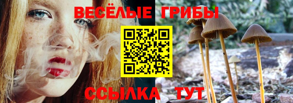 Курчалой  Галлюциногенные грибы Psilocybine cubensis  Вход с VPN 